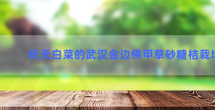 秋天白菜的武汉金边佛甲草砂糖桔栽培视频